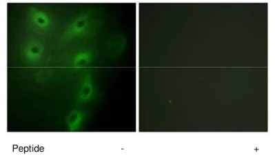 Immunocytochemistry/ Immunofluorescence - Anti-TRIM59 antibody (AB69639)