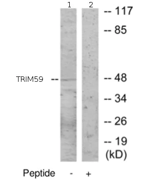 Western blot - Anti-TRIM59 antibody (AB69639)