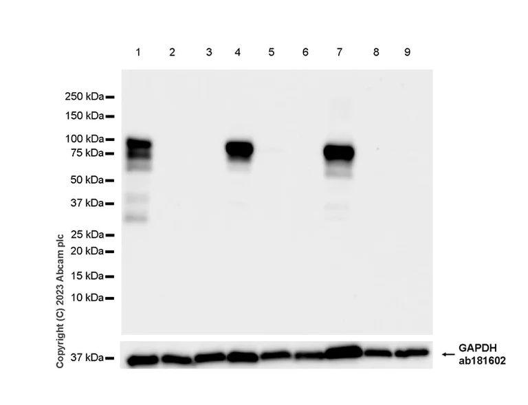 Western blot - Anti-TRIM67 antibody [EPR25994-6] (AB312832)