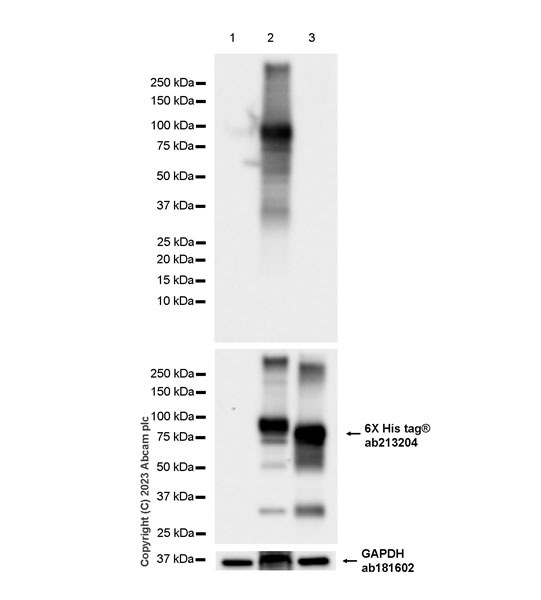Western blot - Anti-TRIM67 antibody [EPR25994-6] (AB312832), expandable thumbnail