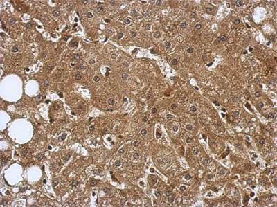 Immunohistochemistry (Formalin/PFA-fixed paraffin-embedded sections) - Anti-TRIM8 antibody (AB155674), expandable thumbnail