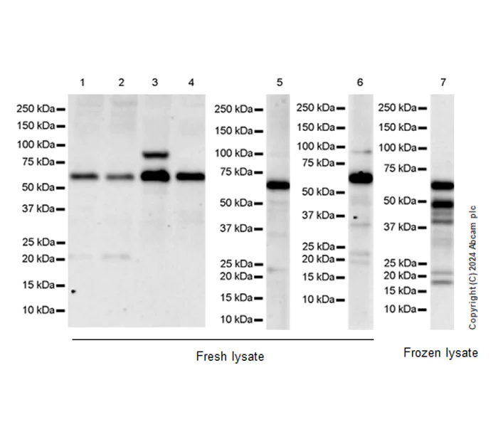 Western blot - Anti-TRIM8 antibody [EPR27965-6] (AB316149)