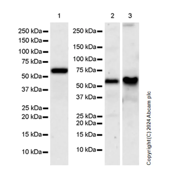 Western blot - Anti-TRIM8 antibody [EPR27965-6] (AB316149)