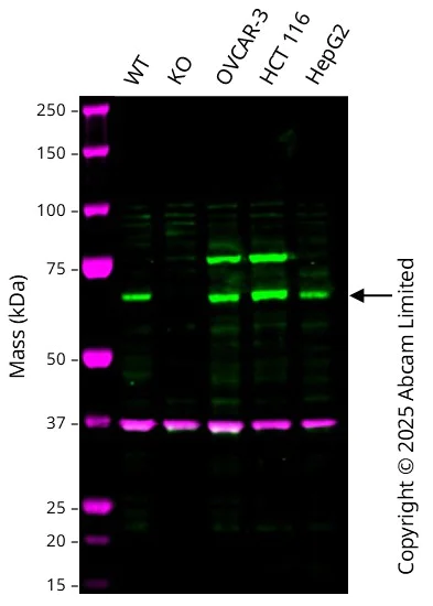 Western blot - Anti-TRIM8 antibody [EPR27965-6] (AB316149)