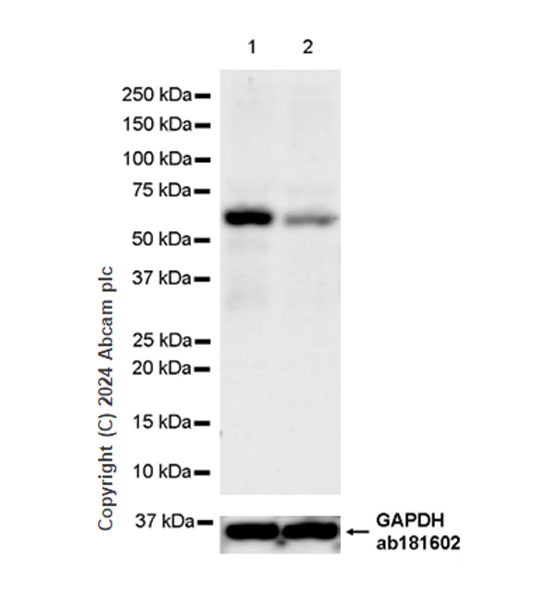 Western blot - Anti-TRIM8 antibody [EPR27965-6] - BSA and Azide free (AB316150), expandable thumbnail