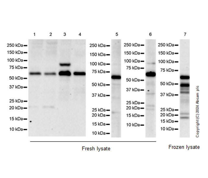 Western blot - Anti-TRIM8 antibody [EPR27965-6] - BSA and Azide free (AB316150), expandable thumbnail