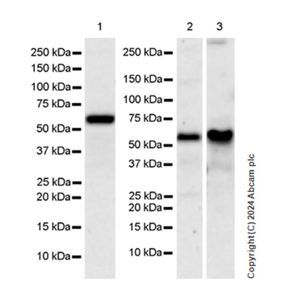 Western blot - Anti-TRIM8 antibody [EPR27965-6] - BSA and Azide free (AB316150), expandable thumbnail