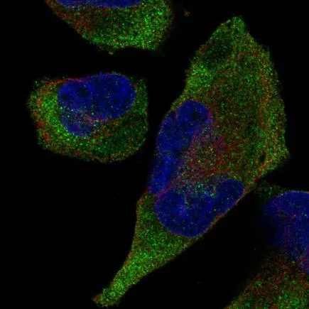 Immunocytochemistry/ Immunofluorescence - Anti-TRIM9 antibody (AB220287)