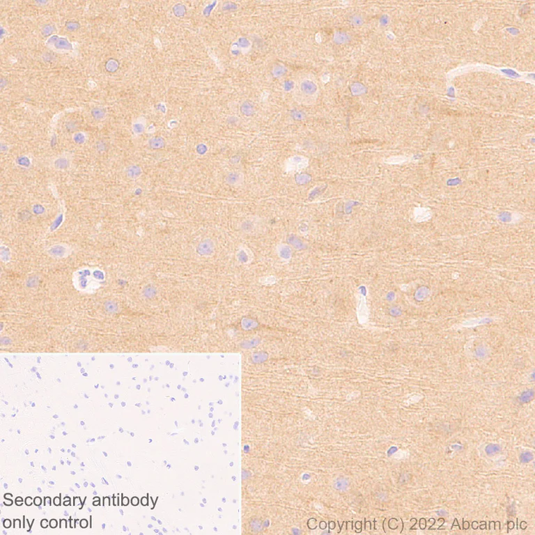 Immunohistochemistry (Formalin/PFA-fixed paraffin-embedded sections) - Anti-TRIM9 antibody [EPR25103-71] (AB300515)