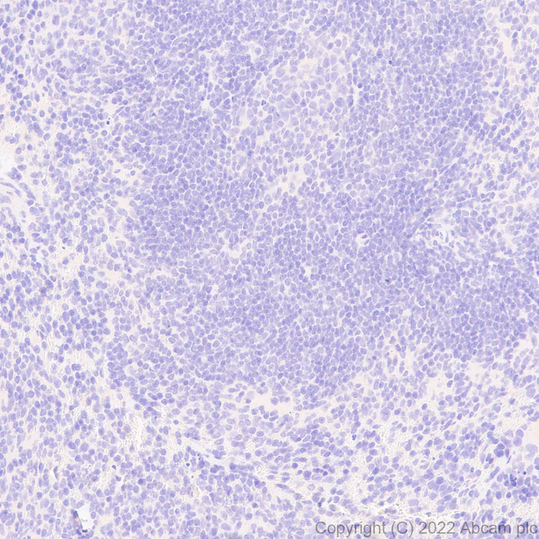 Immunohistochemistry (Formalin/PFA-fixed paraffin-embedded sections) - Anti-TRIM9 antibody [EPR25103-71] (AB300515)