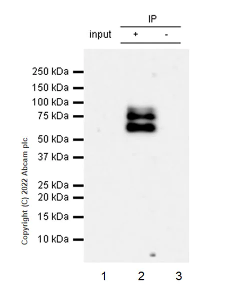 Immunoprecipitation - Anti-TRIM9 antibody [EPR25103-71] (AB300515)