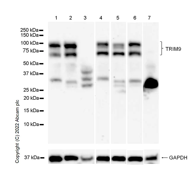 Western blot - Anti-TRIM9 antibody [EPR25103-71] (AB300515)