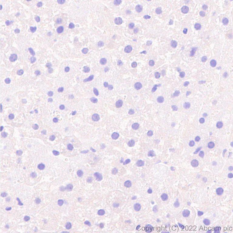 Immunohistochemistry (Formalin/PFA-fixed paraffin-embedded sections) - Anti-TRIM9 antibody [EPR25103-71] - BSA and Azide free (AB300516)