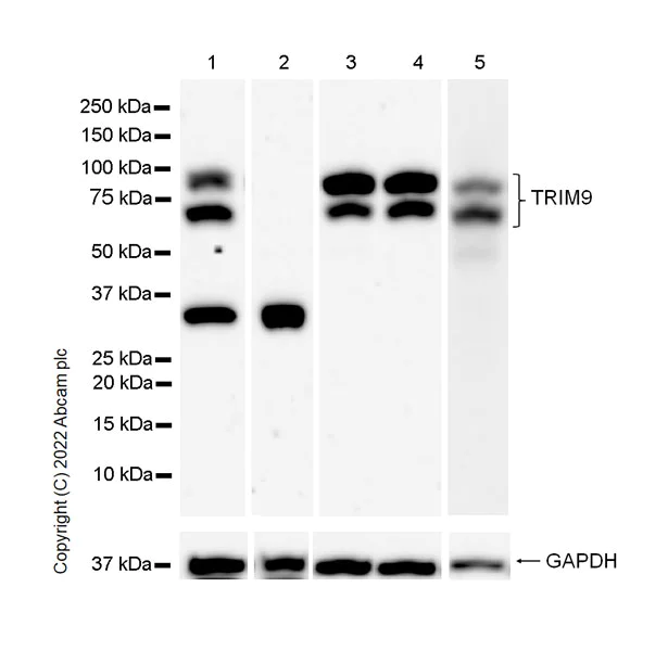 Western blot - Anti-TRIM9 antibody [EPR25103-71] - BSA and Azide free (AB300516)