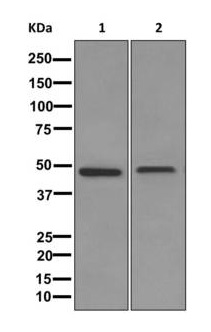 Western blot - Anti-TRIML1 antibody [EPR12520] - BSA and Azide free (AB249779), expandable thumbnail