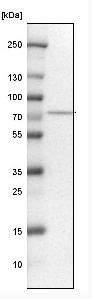 Western blot - Anti-TRIOBP antibody (AB224226), expandable thumbnail