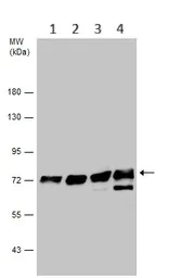 Western blot - Anti-TRIOBP antibody - C-terminal (AB151320)