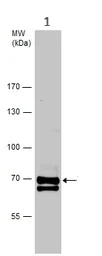Western blot - Anti-TRIOBP antibody - C-terminal (AB151320)
