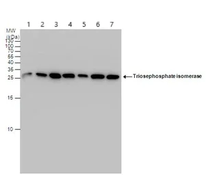 Western blot - Anti-Triosephosphate isomerase antibody (AB96696)