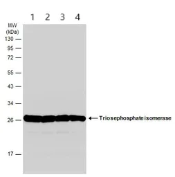 Western blot - Anti-Triosephosphate isomerase antibody (AB96696)