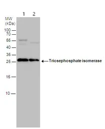 Western blot - Anti-Triosephosphate isomerase antibody (AB96696)