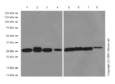 Northwestern blot - Anti-Triosephosphate isomerase antibody [EPR12149(B)] - BSA and Azide free (AB249572)