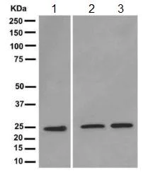 Western blot - Anti-Triosephosphate isomerase antibody [EPR12149(B)] - BSA and Azide free (AB249572)