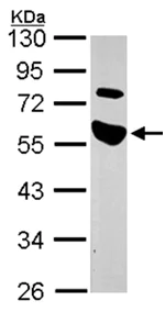 Western blot - Anti-TRIP antibody (AB151307)