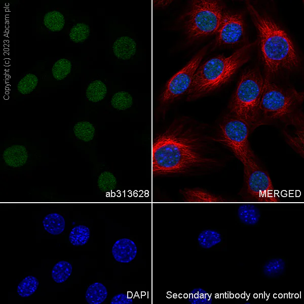 Immunocytochemistry/ Immunofluorescence - Anti-TRIP12/ULF antibody [EPR27062-86] (AB313628)