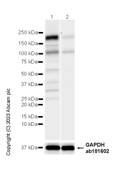 Western blot - Anti-TRIP12/ULF antibody [EPR27062-86] (AB313628)