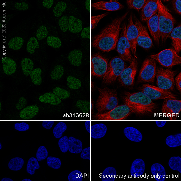 Immunocytochemistry/ Immunofluorescence - Anti-TRIP12/ULF antibody [EPR27062-86] - BSA and Azide free (ab313629), expandable thumbnail