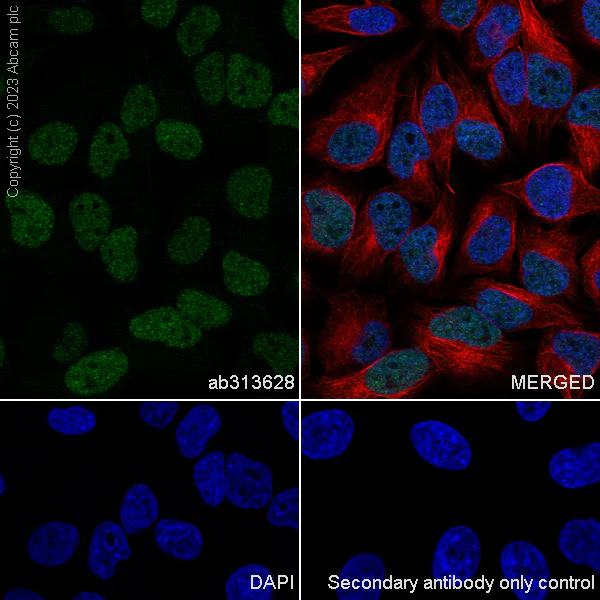 Immunocytochemistry/ Immunofluorescence - Anti-TRIP12/ULF antibody [EPR27062-86] - BSA and Azide free (AB313629)