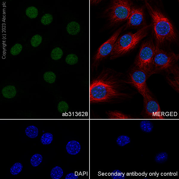 Immunocytochemistry/ Immunofluorescence - Anti-TRIP12/ULF antibody [EPR27062-86] - BSA and Azide free (ab313629), expandable thumbnail