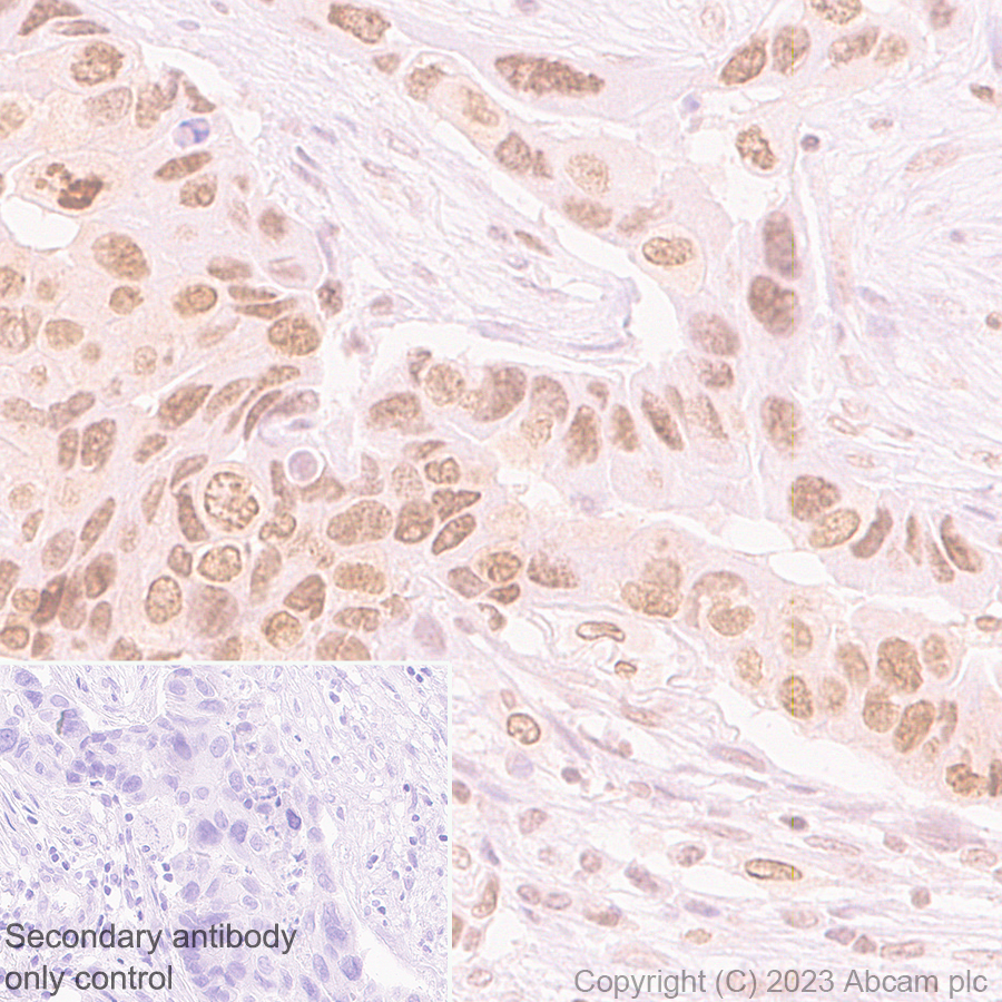 Immunohistochemistry (Formalin/PFA-fixed paraffin-embedded sections) - Anti-TRIP12/ULF antibody [EPR27062-86] - BSA and Azide free (ab313629), expandable thumbnail