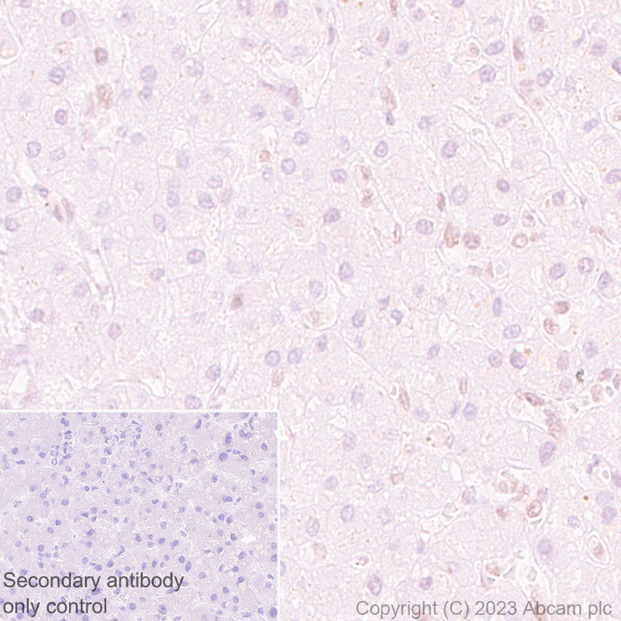 Immunohistochemistry (Formalin/PFA-fixed paraffin-embedded sections) - Anti-TRIP12/ULF antibody [EPR27062-86] - BSA and Azide free (ab313629), expandable thumbnail