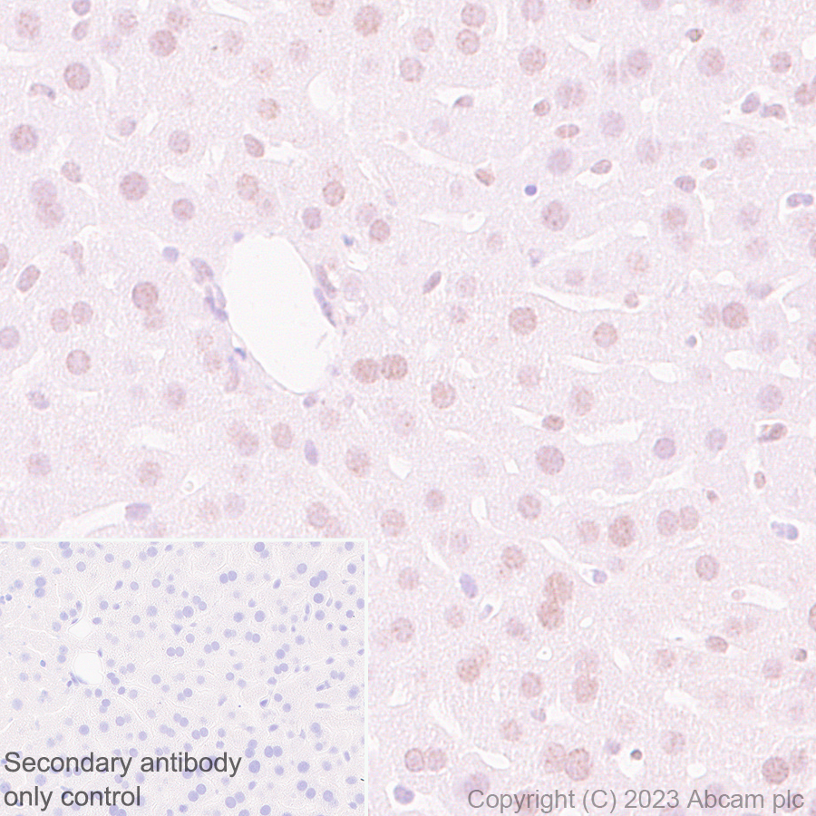Immunohistochemistry (Formalin/PFA-fixed paraffin-embedded sections) - Anti-TRIP12/ULF antibody [EPR27062-86] - BSA and Azide free (ab313629), expandable thumbnail