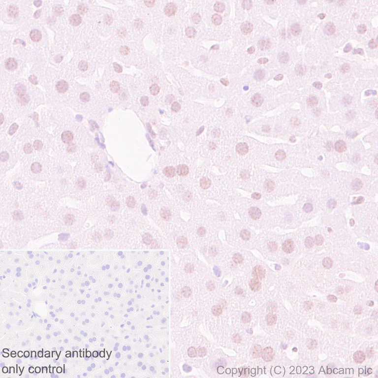 Immunohistochemistry (Formalin/PFA-fixed paraffin-embedded sections) - Anti-TRIP12/ULF antibody [EPR27062-86] - BSA and Azide free (AB313629)