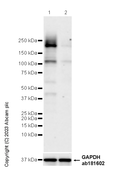 Western blot - Anti-TRIP12/ULF antibody [EPR27062-86] - BSA and Azide free (AB313629), expandable thumbnail