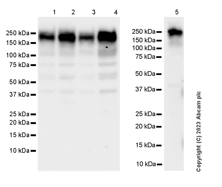 Western blot - Anti-TRIP12/ULF antibody [EPR27062-86] - BSA and Azide free (AB313629)