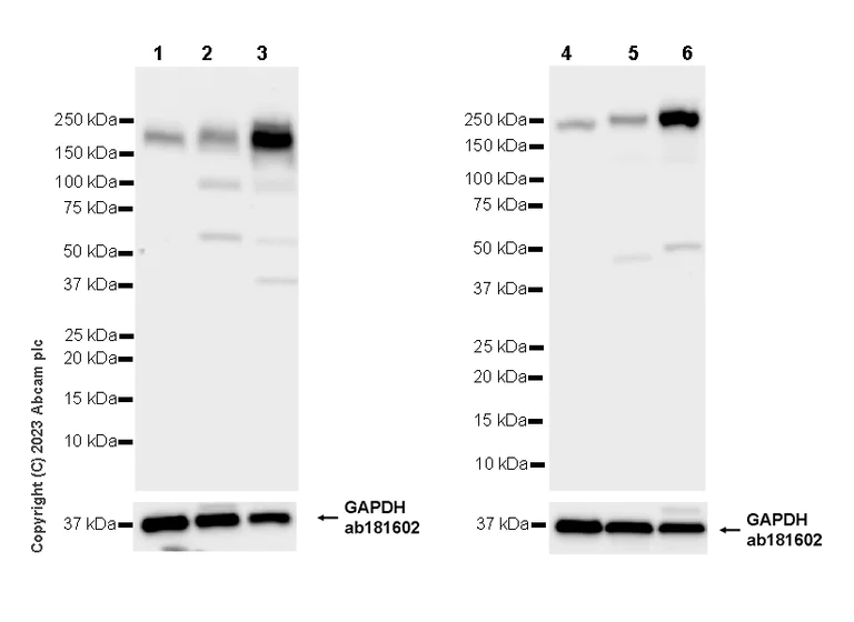 Western blot - Anti-TRIP12/ULF antibody [EPR27062-86] - BSA and Azide free (AB313629)