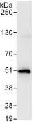 Immunoprecipitation - Anti-TRIP13/PCH2 antibody (AB128153)