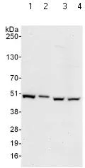 Western blot - Anti-TRIP13/PCH2 antibody (AB128153)