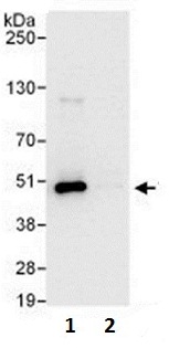 Immunoprecipitation - Anti-TRIP13/PCH2 antibody (AB128187)