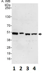 Western blot - Anti-TRIP13/PCH2 antibody (AB128187)