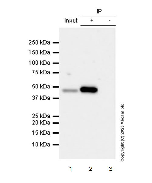 Immunoprecipitation - Anti-TRIP13/PCH2 antibody [EPR27063-80] - BSA and Azide free (AB313703), expandable thumbnail