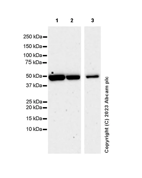 Western blot - Anti-TRIP13/PCH2 antibody [EPR27063-80] - BSA and Azide free (AB313703)