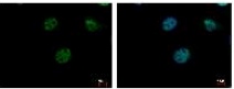Immunocytochemistry/ Immunofluorescence - Anti-TRIP6 antibody (AB137478), expandable thumbnail