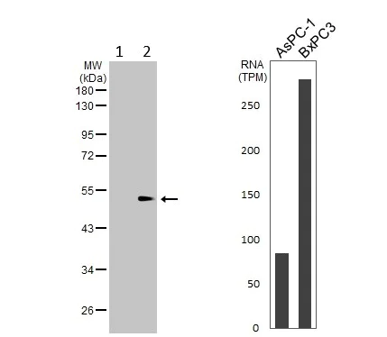 Western blot - Anti-TRIP6 antibody (AB137478)