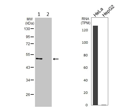 Western blot - Anti-TRIP6 antibody (AB137478)