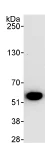 Immunoprecipitation - Anti-TRIP6 antibody (AB70747)